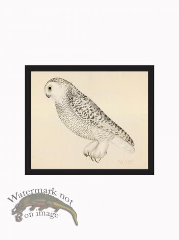 Rudbeck CFA_BF 27 SNOWY OWL